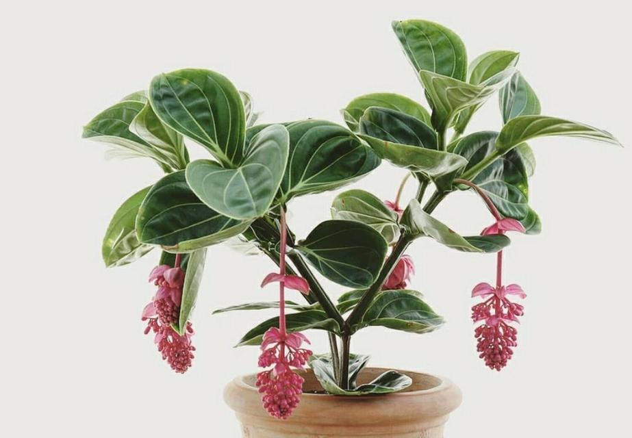 宝莲灯花养殖全攻略（注意事项）