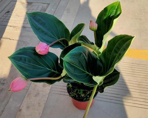 宝莲灯花在冬天能否安全过冬（宝莲灯花的特点及生存环境分析）