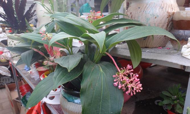 宝莲灯花在冬天能否安全过冬（宝莲灯花的特点及生存环境分析）