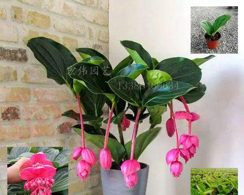 宝莲灯花的养殖方法和养护要点（从选购到养护）