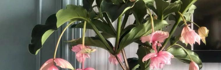 如何处理宝莲灯花烂叶子（有效的叶子处理方法）