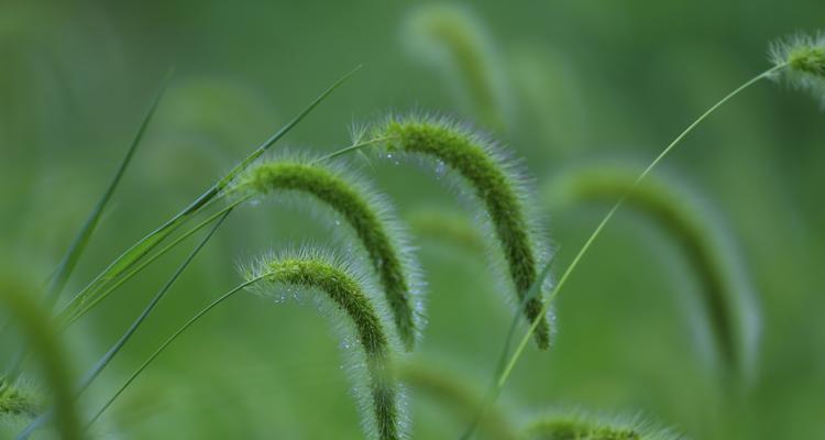 探寻狗尾巴花的花语之美（绽放在岁月中的喜悦与希望）