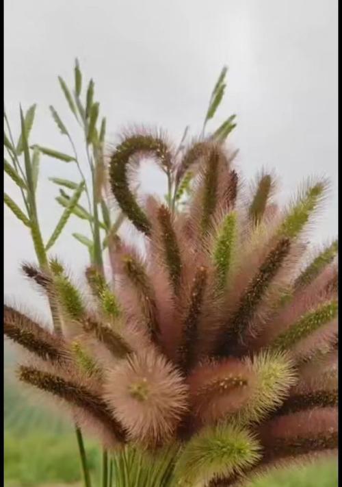 探寻狗尾草花语之美（揭秘狗尾草的花朵所传递的神秘讯息）