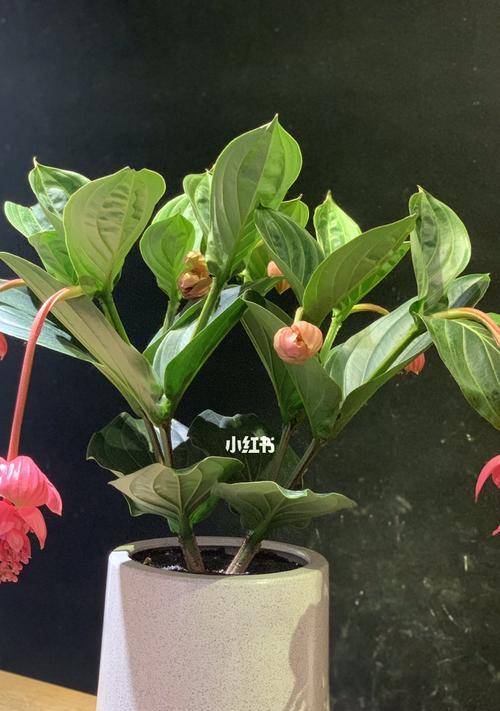 宝莲灯花的耐寒能力及应对低温措施（解析宝莲灯花的抗寒性能与养护技巧）