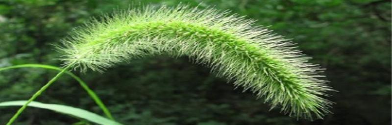 探寻狗尾草花语之美（揭秘狗尾草的花朵所传递的神秘讯息）