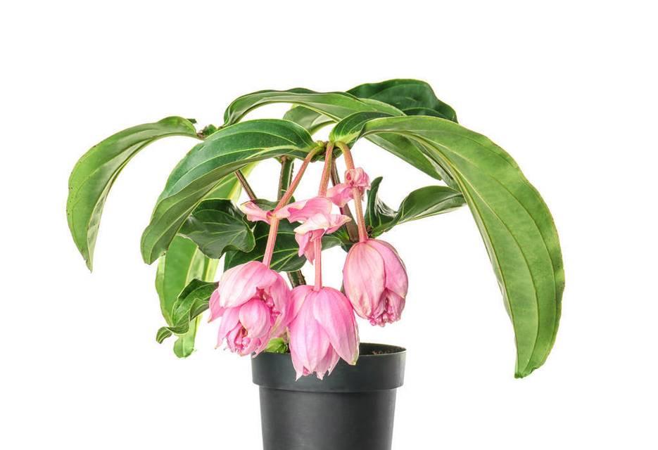 宝莲灯花的养殖方法（适合在家室内养殖的宝莲灯花）