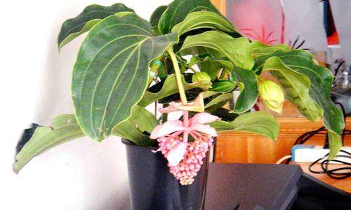 宝莲灯花的养殖方法（适合在家室内养殖的宝莲灯花）