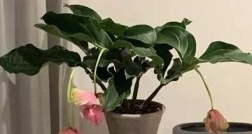 浇水小技巧，让宝莲灯花更美丽（如何浇水宝莲灯花）