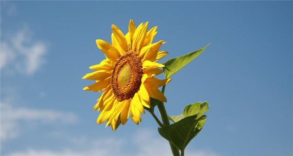 向日葵花语（探寻向日葵花语的深层意义）