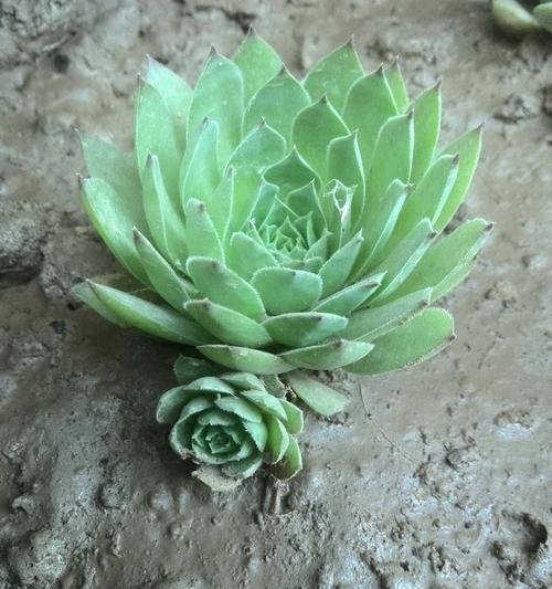 以观音莲开花的寓意和象征意义（以观音莲开花的美丽与智慧）
