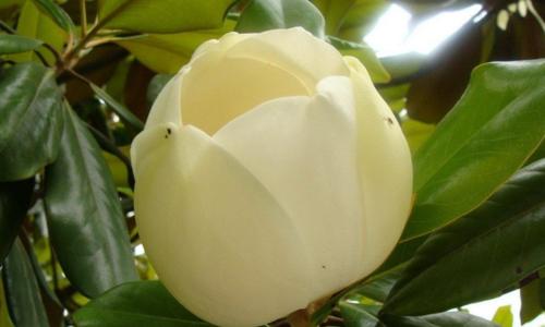 广玉兰花的寓意与象征意义（探寻广玉兰花的文化内涵及影响力）