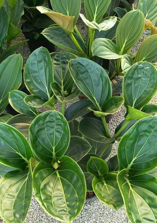 探究宝莲灯是否为多年生植物（从生长特点）