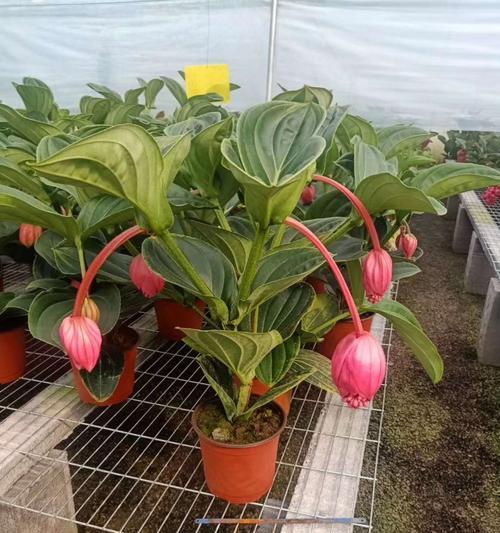 探究宝莲灯是否为多年生植物（从生长特点）