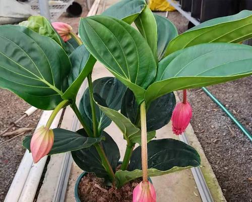 探究宝莲灯是否为多年生植物（从生长特点）