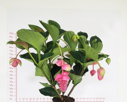 宝莲灯的室内养护（了解宝莲灯的特点和养护方法）