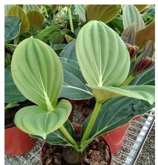 宝莲灯叶子卷边的原因和解决方法（深入探究）