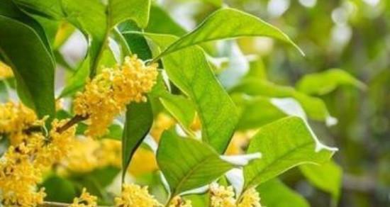桂花的花语和象征（桂花的花语与象征及其文化意义）