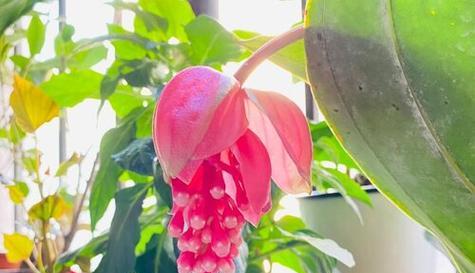 宝莲灯之开花次数（探究宝莲灯开花次数的原因及特点）