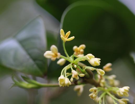 桂花的花语及寓意（传承千年的桂花文化）