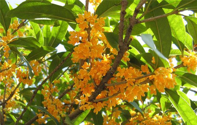 桂花的花语及寓意（传承千年的桂花文化）