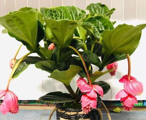 宝莲灯怎样养才能开花？——探究宝莲灯的养护技巧