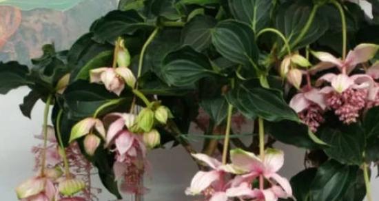 宝莲灯怎样养才能开花？——探究宝莲灯的养护技巧