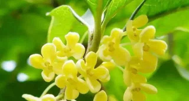 四季桂花-四季芬芳的象征（探寻四季桂花的象征意义及寓意）