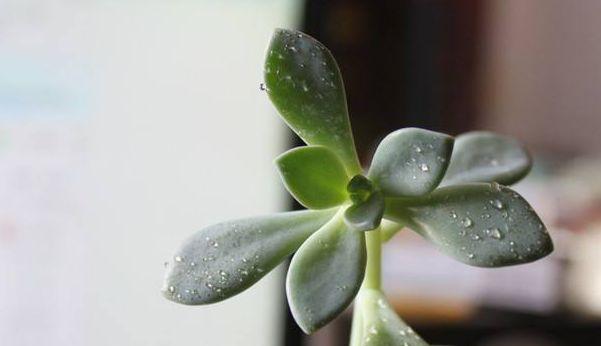 宝石花（如何保护宝石花在寒冷的冬季中生存）