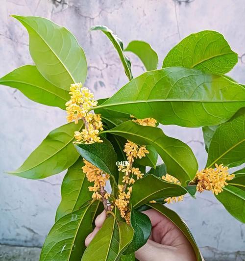 桂花花语的美丽寓意（桂花的芬芳与情感）