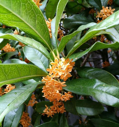 桂花花语的美丽寓意（桂花的芬芳与情感）