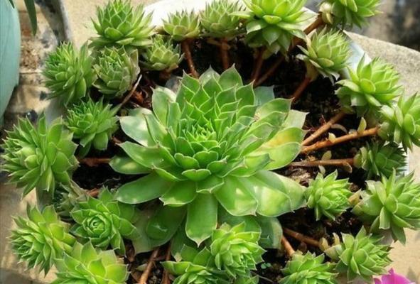 宝石花养护指南——让你的宝石花长得更好（如何正确养护宝石花）