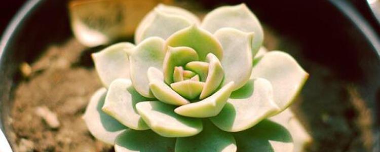 宝石花养护指南——让你的宝石花长得更好（如何正确养护宝石花）