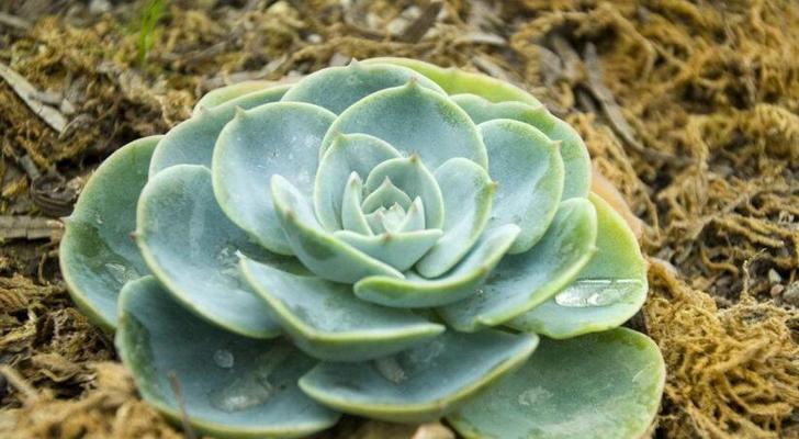 宝石花养护指南（从光照、水分到肥料）