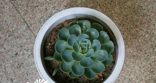 宝石花养护指南（从光照、水分到肥料）