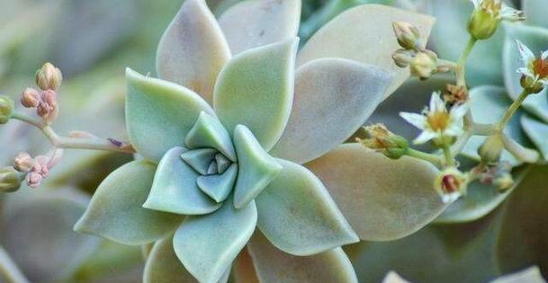 宝石花养护指南（从光照、水分到肥料）