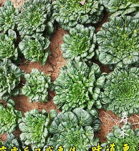 宝塔菜种植的最佳时间（掌握好时间）