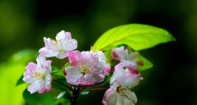 海棠花的象征意义与美丽传说（探寻海棠花的浪漫与唯美）