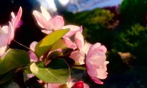 海棠花的花语与寓意（海棠花的优雅与坚韧-海棠花）