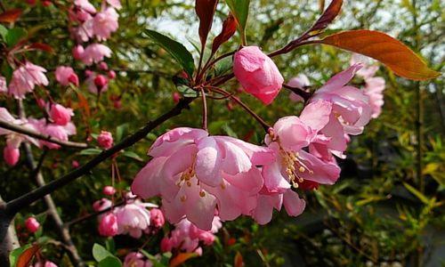 海棠花的花语与寓意（海棠花的深情似水）