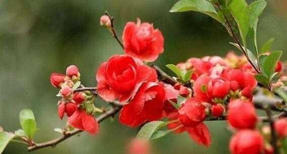 海棠花的花语与寓意（海棠花的深情似水）