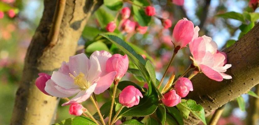 海棠花的花语与传说（海棠花的美丽与故事）