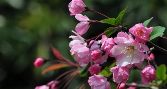 海棠花的花语与传说（海棠花的美丽与故事）