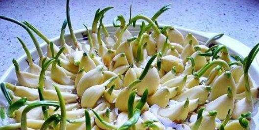 大蒜保存的最佳方法（保持新鲜）