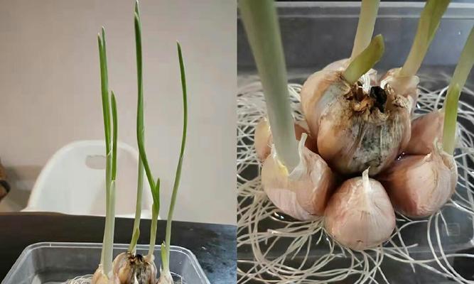 大蒜保存的最佳方法（保持新鲜）