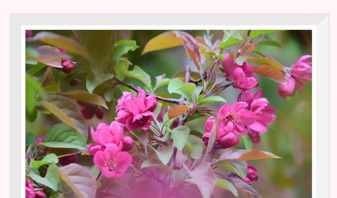 海棠花开的代表寓意（海棠花的美丽与坚韧）