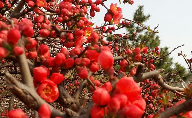 海棠花开的代表寓意（海棠花的美丽与坚韧）