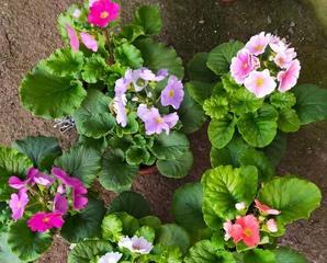 报春花的四季养护之道（春夏秋冬）