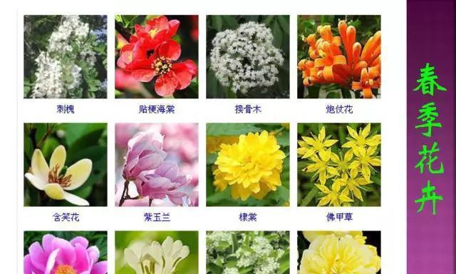 报春花的四季养护之道（春夏秋冬）