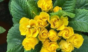 报春花耐寒温度究竟有多低（探究报春花对低温的适应能力和保护方法）