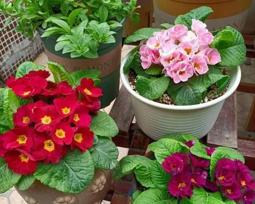 报春花开花时间与花期（了解报春花的生长习性）
